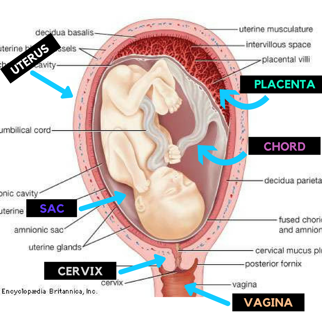 THE PLACENTA- YOU GROW A BABY AND AN ORGAN!?