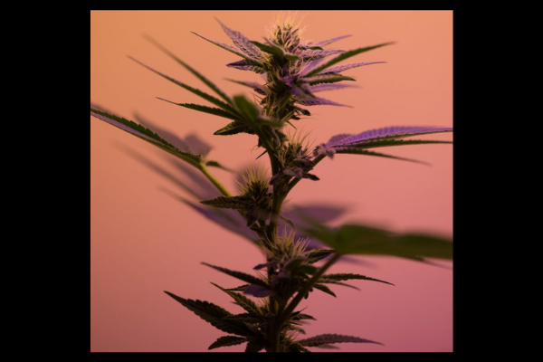 Cannabis and Prostate Cancer