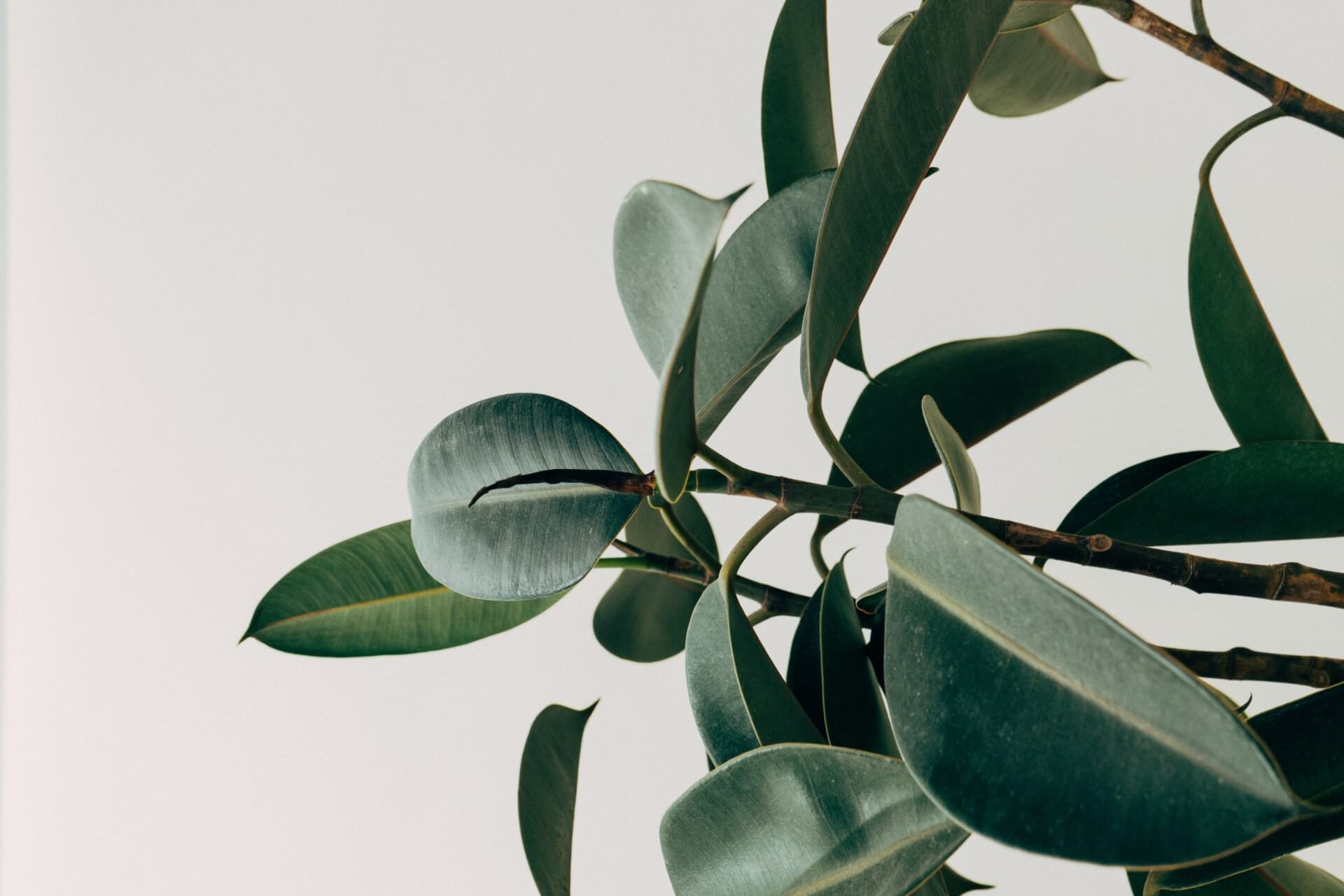 In Vitro Maturation: IVM