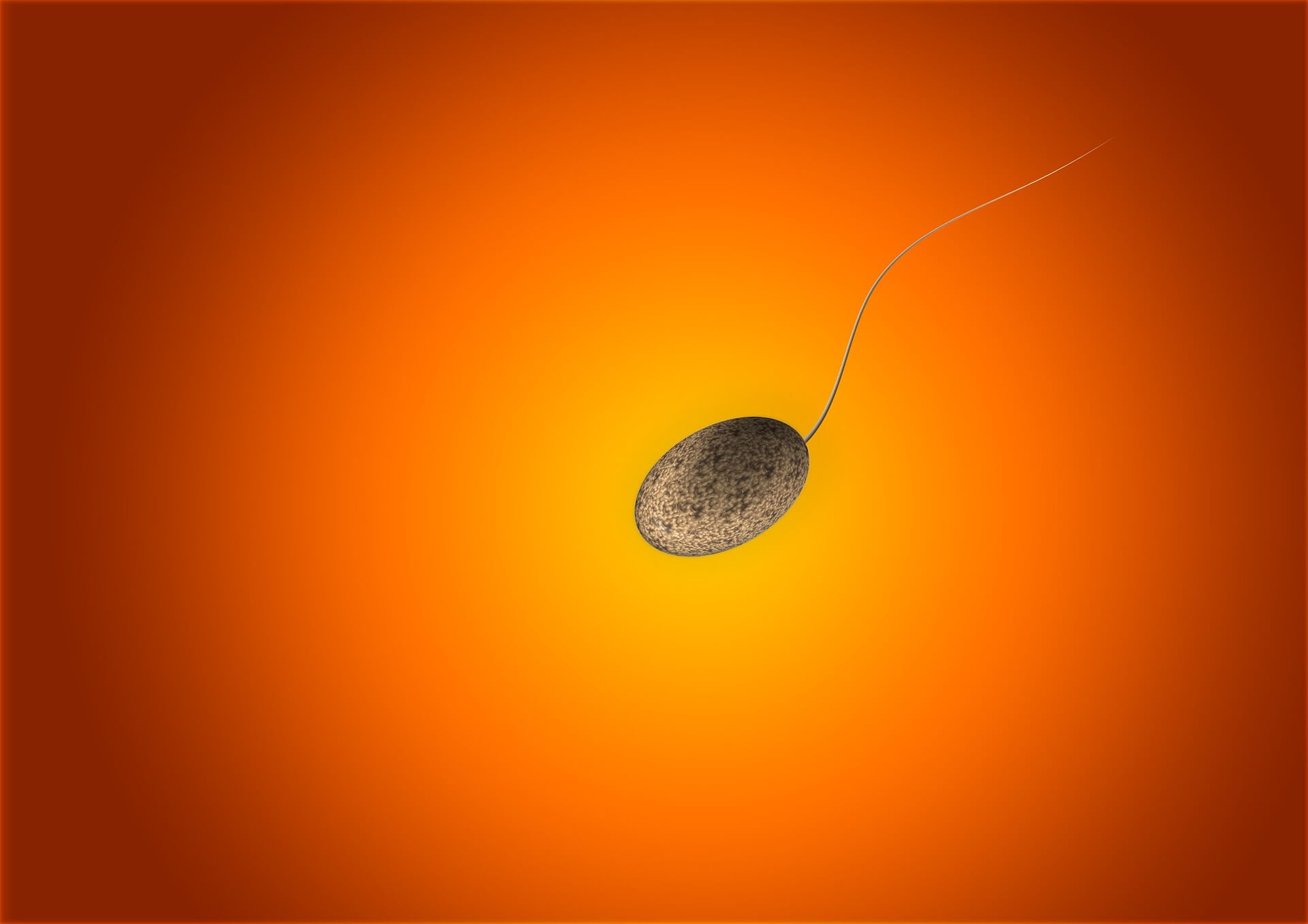 male fertility