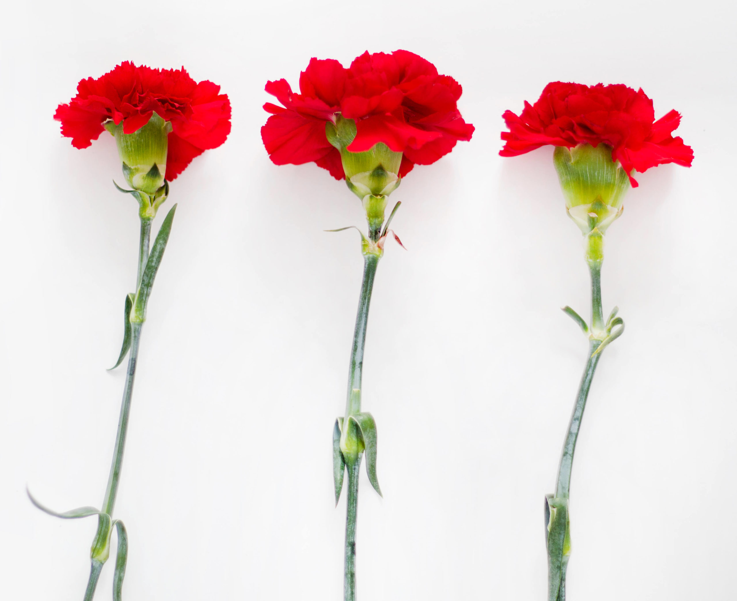 Canva - Flatlay Photography of Carnation (1) (1)
