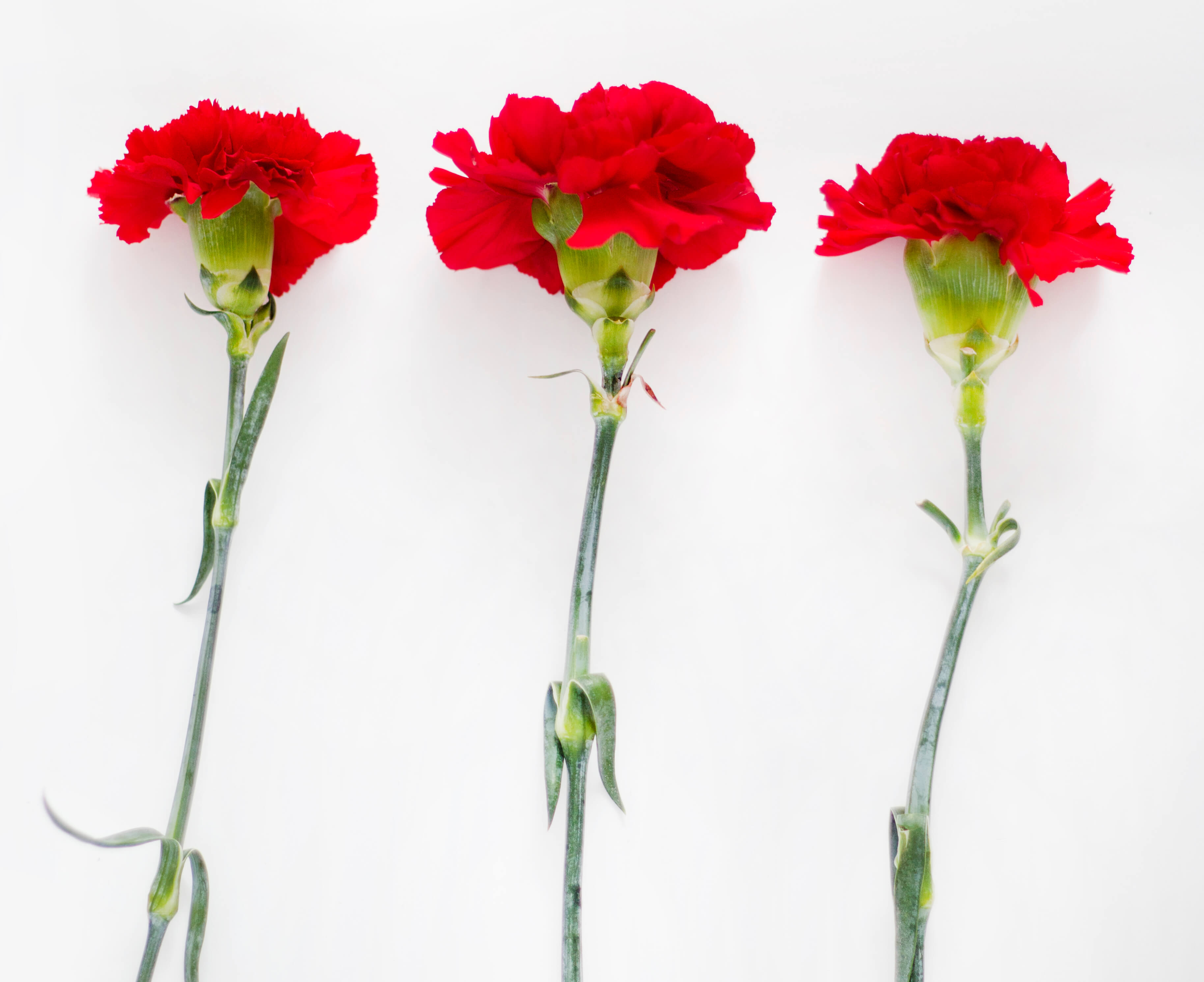 Canva - Flatlay Photography of Carnation (1) (1)
