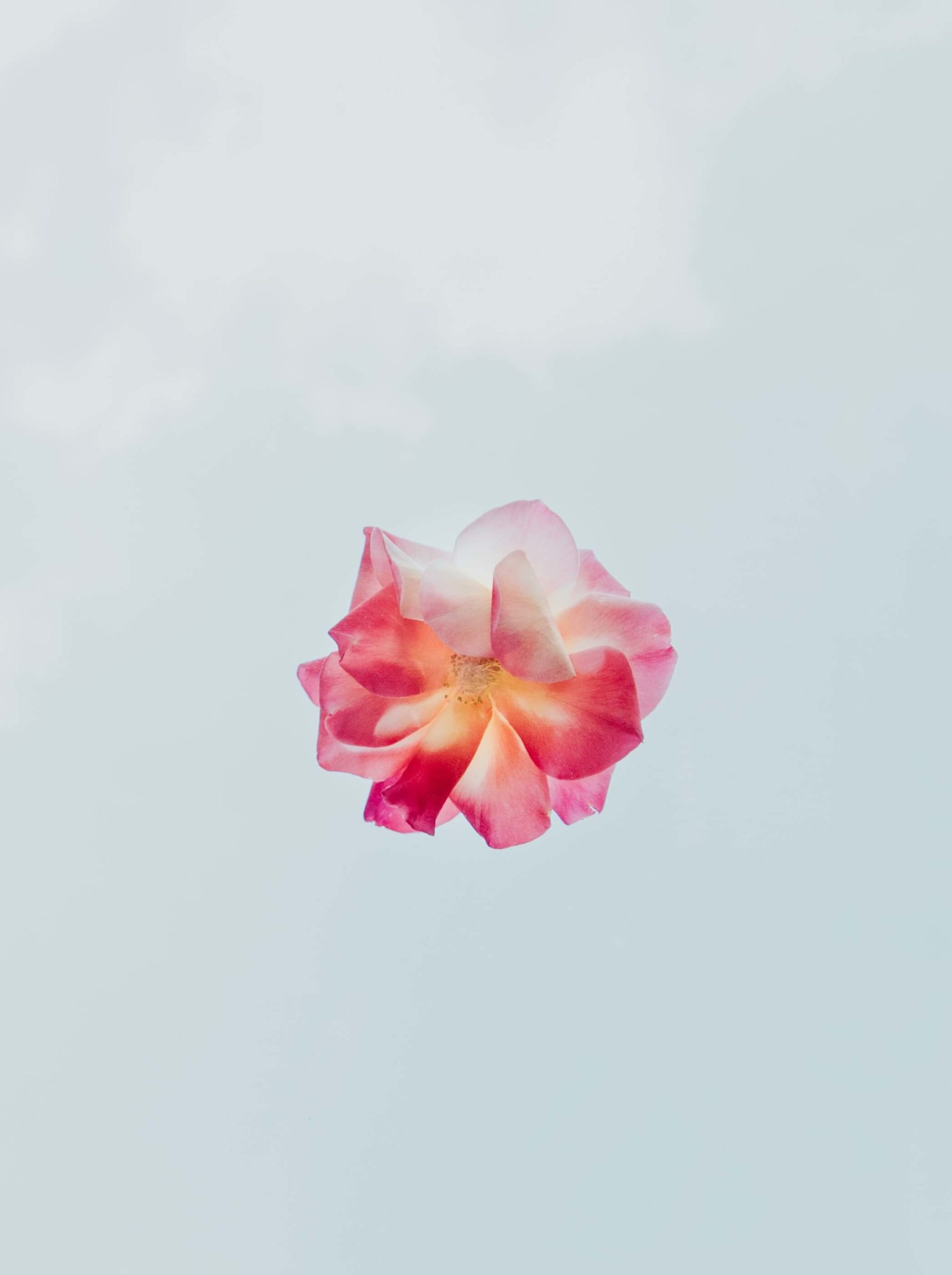 evie-s-w1JE5duY62M-unsplash (1)